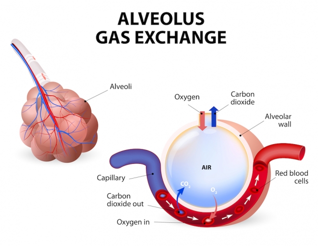 Image of alveoli and gas exchange